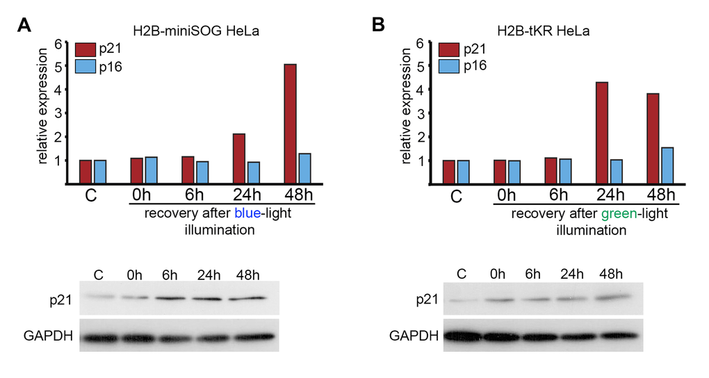 Analysis of the expression of p21 and p16 CDK inhibitors in HeLa cells expressing genetically encoded photosensitizers. HeLa cells that express H2B-miniSOG or H2B-tKR were synchronized in S phase, illuminated with blue (465-495 nm, 65 mW/cm2, 5 min) or green (540-580 nm, 200 mW/cm2, 15 min) light, allowed to recover for the indicated time intervals (0, 6, 24 and 48 hr), and subjected to gene expression analysis using qRT-PCR and WB. Control (“C”) represents the non-illuminated cells. The expression of p21CIP1 and p16INK4a was analyzed using EvaGreen-based qRT-PCR. The amplification levels of the cDNA were normalized to the level of the GAPDH cDNA. The results of one representative experiment are shown. WB was performed with an antibody against p21; GAPDH was used as the loading control.