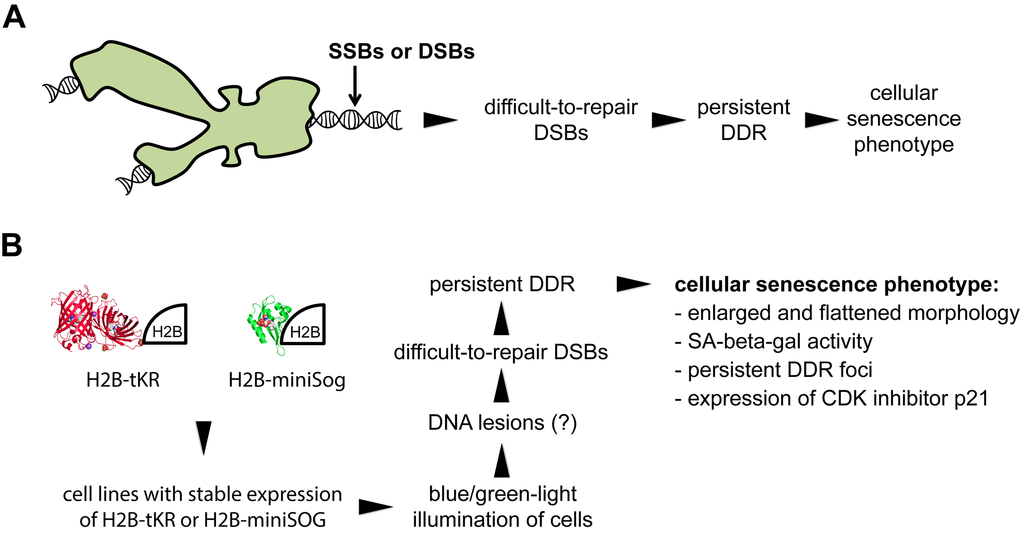 Inducing cellular senescence in vitro by using genetically encoded