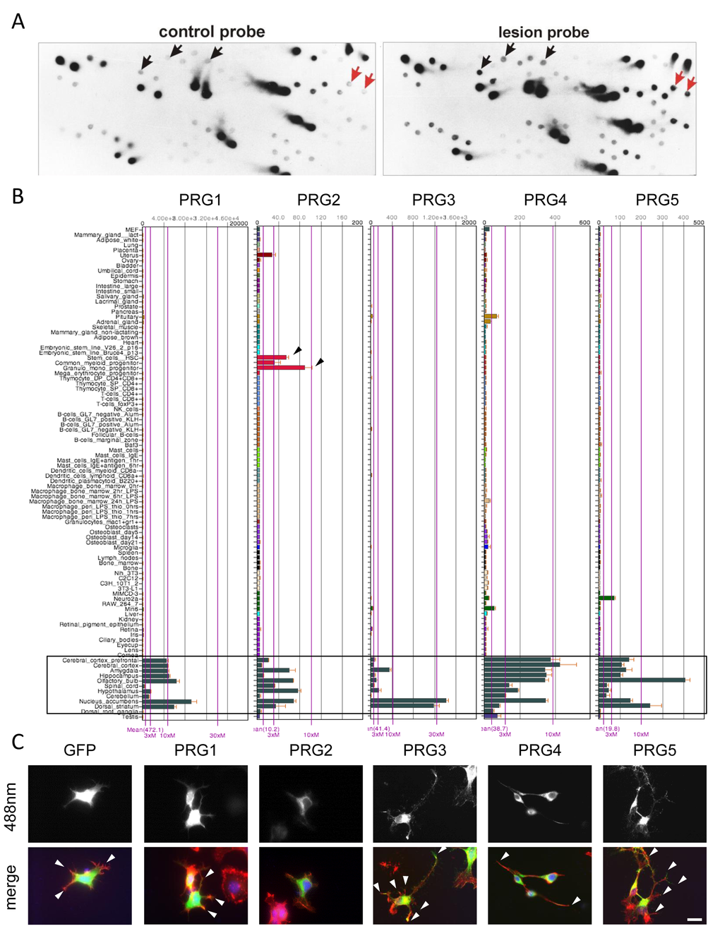 Differential subtractive cDNA library screening reveals Plasticity-Related genes (PRGs) with neuronal cell morphology challenging effects. (A) Representative differential subtractive cDNA dot blot library screening for lesion-induced genes in the hippocampus. Duplicative dot blots were probed with cDNAs from controls (adult hippocampus cDNAs, left) and lesioned brains (differentiated hippocampus cDNAs, right). Note that some genes are solely detectable with probes from lesioned hippocampus (red arrows), whereas others are quantitatively regulated (black arrows). (B) BIO-GPS organ and tissue expression analysis of PRG1-5 (left to right) in the mouse. Note, that expression of PRGs is preferably high in different brain areas (black framed box). PRG1 is expressed highest with an average of 472.1 and PRG2 is lowest with 10.1 in average (average compared to overall mean expression of individual array). Notably, PRG2 is also expressed in myeloid progenitors (black arrowheads). (C) Comparative analysis of GFP and various PRG family members in (GFP and PRG1 to 5-GFP, left to right) in murine neuronal cells N1E-115. Overexpression of PRG3 and PRG5 in particular enhanced filopodia formation and neurite outgrowth (white arrowheads). Expression of PRG1 and PRG2 do not challenge the neuronal phenotype compared to controls. PRG4 induces a bipolar phenotype (arrowheads). Scale bar represents 20 µm.