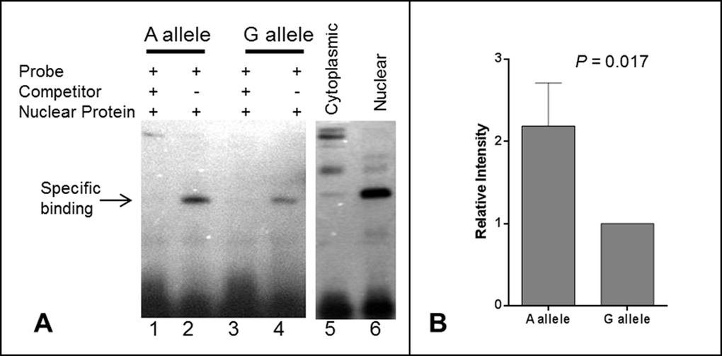 Electrophoretic mobility shift assay (EMSA) for the rs139051 polymorphism. (A) Representative demonstration of EMSA assay for rs139051 sequence from three independent replications. Relative binding efficiency to nuclear extracts of the HepG2 cells between the A allele and G allele probes were shown (lane 1 and 3). The DNA-protein complex diminished in the reactions with 200X non-labeled competitor probes (lane 2 and 4). The interaction complex was specific to nuclear extract (lane 6) compared to the cytoplasmic extract (lane 5). The binding efficiency between nuclear proteins and the A allele was significantly higher compared to the G allele (p = 0.017). Data were shown in mean ± SD (B).