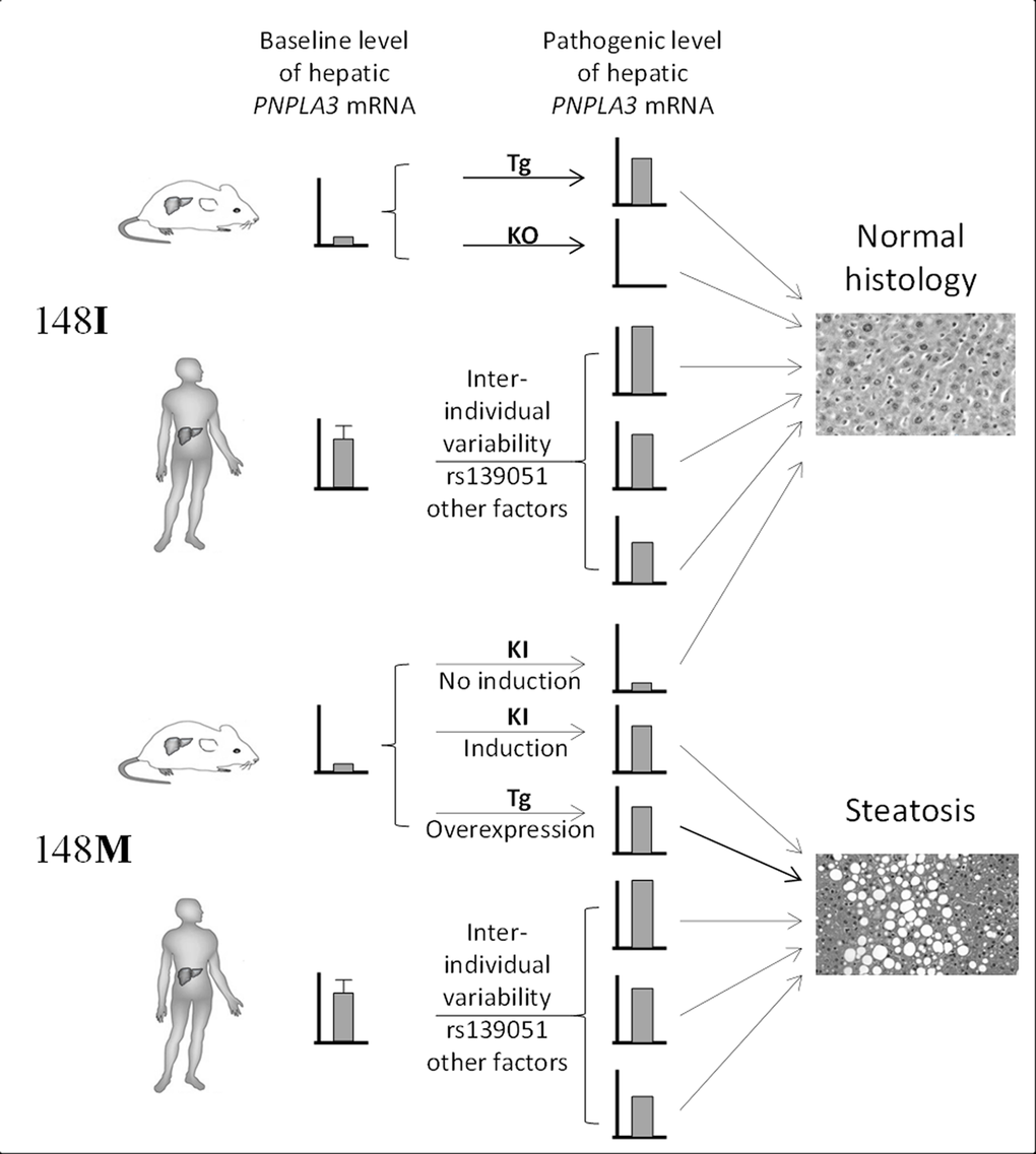 Summary of the difference in the role of gene transcription in PNPLA3148M pathogenesis between human and mouse. Transcriptional variability of 148I isoform does not lead to hepatosteatosis. Very low expression of 148M isoform in mice due to the low baseline Pnpla3 expression does not induce steatosis as well. However, increased expression of PNPLA3148M in mice or a higher baseline transcriptional level of PNPLA3148M in humans leads to steatosis. This highlights the “dominant-negative” effect of the 148M allele in both species. Tg = transgenic, KO = knockout, KI = knockin.