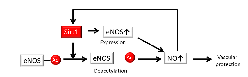 Sirt1 regulates NO production. Sirt1 regulates endothelial NO synthase (eNOS) at both the transcriptional and post-transcriptional levels via deacetylation, resulting in the generation of NO for vascular protection. NO also positively regulates Sirt1.