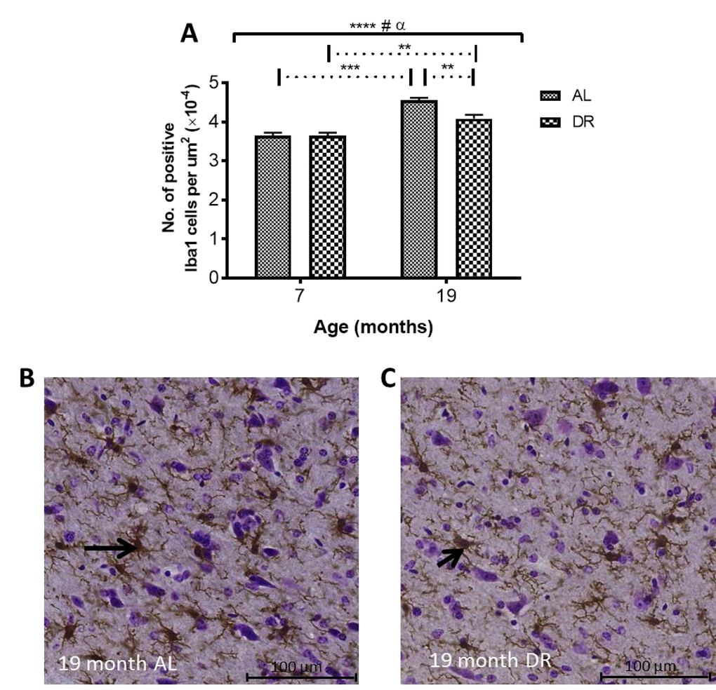 (A) Dietary restriction reduces age-related increases in Iba1 in DR compared to AL mice. Solid black line indicates the outcome of two-way ANOVA testing; **** P P P P P B) AL compared to (C) DR mice at 19 months. Black arrows point to Iba1-immunopositive cells.