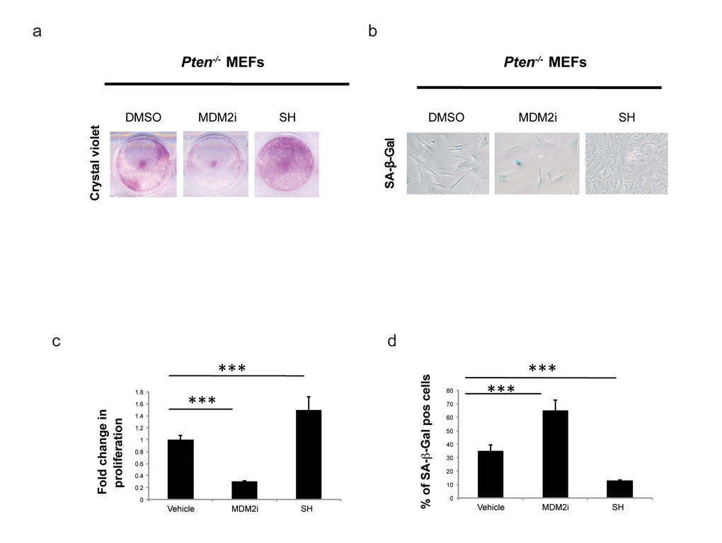 Effect of S. haenkei treatment on growth arrest and senescence in Pten-/- MEFs. (a) Proliferation of Pten-/- MEFs in culture after 5 days of treatment with S. haenkei extract. Pten -/- MEFs were plated in concentration of 2x104 cells/ml and treated for 5 days with 10µM MDM2i (Nutlin-3) or 10µg/ml SH extract. After this period, the proliferation was determined using Crystal violet staining. (c) Results are expressed as mean values (+SEM) of absorbance at 590nm for duplicates treated with SH and triplicate for control and Nutlin-3 treated groups, from one representative experiment out of 3 independent experiments. (b-d) Senescence of Pten-/- MEFs in culture after 5 days of treatment with S. haenkei extract. The graph represents percentage of β-galactosidase positive cells revealed in culture upon 5 day treatment with 10µM MDM2i (Nutlin-3) or 10µg/ml S. haenkei extract. Quantifications were done on 4 images (roughly 500 cells) per experiment by determining the ratio of perinuclear blue–positive to perinuclear blue–negative cells. Results are expressed as mean values (+SEM) of cell count in three independent experiments.