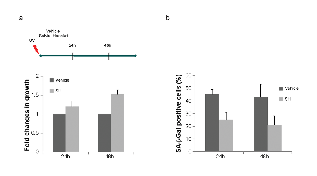 Effect of S. haenkei treatment on photo ageing of human fibroblasts. WICCL75 human fibroblasts were irradiated with 30J/m2 UVB and 3h later treated with 10μg/ml S. haenkei extract. (a) Proliferation of irradiated human WI38 fibroblasts treated with S. haenkei extract. Cell proliferation was measured by Crystal violet staining at time points treatment (10μg/ml) 24h and 48h and represented as fold change in growth (compared to untreated control). Results are expressed as mean values (+SEM) for duplicate in each group in one representative experiment out of three independent experiments. (b) Senescence of irradiated human WI38 fibroblasts treated with S. haenkei extract. The graph represents percentage of β-galactosidase positive cells revealed in culture at time points 24h and 48h. Quantifications were done on 4 images (roughly 500 cells) per experiment by determining the ratio of perinuclear blue–positive to perinuclear blue–negative cells. Results are expressed as mean values (+SEM) of cell count in three independent experiments.