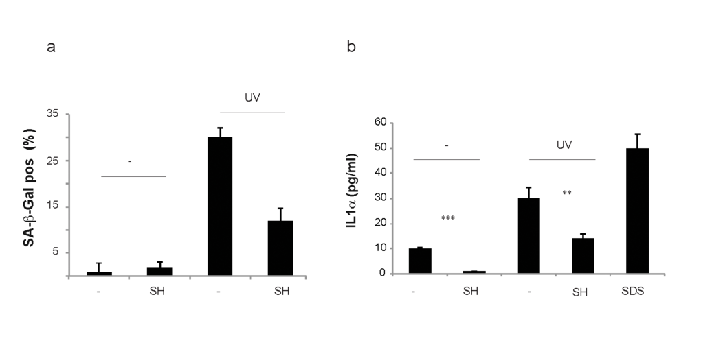Toxicity and irritability evaluation of S. haenkei extract in reconstituted human epidermis. Skin issues were cultured in 12 well plates containing 37°C pre-warmed maintenance media (2 ml/well) and incubated overnight at 37°C, 5% CO2 and 95% humidity, prior to the experiment. EpiSkin tissues were irradiated with UVB (30J/m2) and 3 hours later treated by topical application with 10µg/ml Salvia haenkei extract and 5% SDS for positive control. 4h later, the epidermis was washed with PBS and left for incubation at 370C, 5% CO2. (a) 22h after topical application of 10μg/ml of SH on EpiSkin tissues, senescence (bars) was calculated as a percentage of the control for β-galactosidase positive cells. Here, the treatment with UV was used as positive control. Results are expressed as the mean (+SEM) of triplicates in one representative experiment. (b) IL1α production by EpiSkin tissue in response to S. haenkei treatment in the presence or absence of UV irradiation. Treatment with SDS was used as positive control. 22h after topical application of 10μg/ml of S. haenkei extract on EpiSkin tissues, supernatants were collected and samples stored at -80°C. The levels of IL1α were tested by ELISA. Results are represented in logarithmic values (pg/ml) and expressed as mean value±SEM, from triplicates in one experiment.