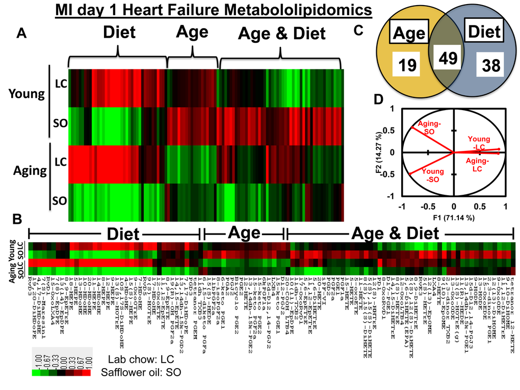 Aging and intake of fatty acids impacts metabololipidomics profiling in LV healing. (A and B) Hierarchal cluster analyses of lipids indicates increased levels of metabolites in young but decreased in SO diet fed aging group post-MI. Color code bar representing change in expression from green (-1 lowest decrease) to red (+1 highest increase). (C) Venn diagram representing the number of metabolites affected due to age (young vs aging) and SO diet post-MI. (D) Principal component analysis (PCA) of lipid metabolites suggesting limited intake of fatty acids in young and aging (LC) mice respond similar manner post-MI; n =3/group.