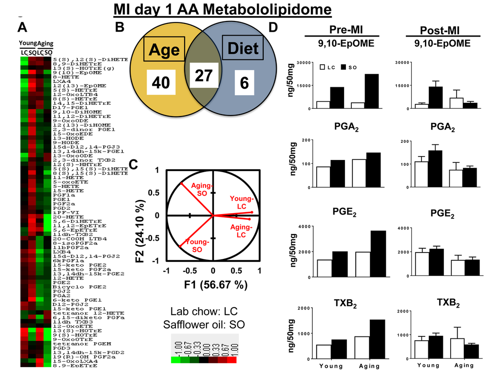 Excess fatty acids in aging decreases arachidonic acid (AA) metabololipidome post-MI. (A) Hierarchal cluster analysis of change in AA metabolites due to young and aging with and without SO diet. Color code bar representing change in expression from green (-1 lowest decrease) to red (+1 highest increase). (B) Venn diagram representing the number of AA metabolites affected due to age (young and aging) and SO-diet post-MI. (C) PCA analysis of AA metabolites of post-MI with respect to age and diet. (D) Bar graph representing change in AA metabolite production at pre-MI (No-MI controls) and d1 post-MI.