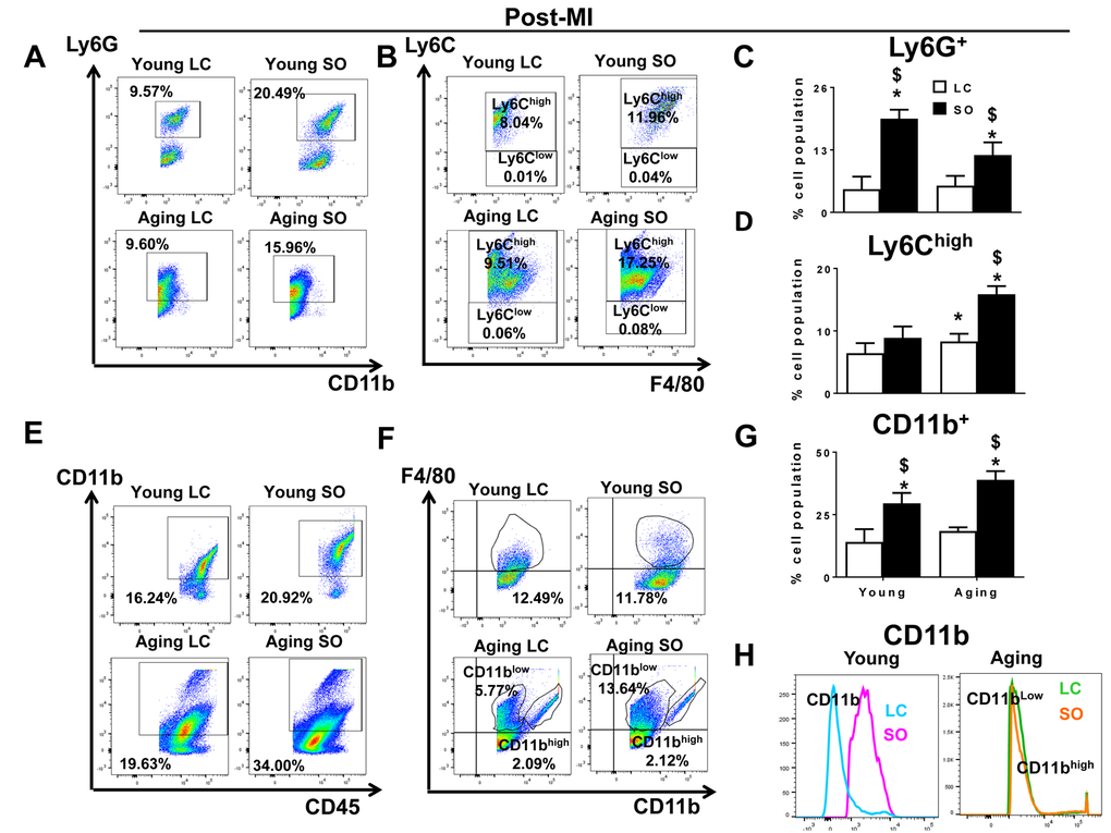 Excess intake of omega-6 fatty acids increased F4/80+/Ly6Chigh Ly6G+, CD11b+ population post-MI. (A) Representative dot plots identifying CD11b+ population in LV mononuclear cells isolated from LC and SO fed young mice at d1 post-MI. (B) Representative flow cytometry (FACs) dot plots showing Ly6Chigh in LV mononuclear cells isolated from LC and SO fed young and aging mice at d1 post-MI. (C) Bar graphs representing percentage of Ly6G+ population in LV mononuclear cells at d1 post-MI. (D) Bar graphs representing percentage of Ly6Chigh population in LV mononuclear cells at d1 post-MI. (E) Representative FACs dot plots showing CD45+/CD11b+ in LV mononuclear cells isolated from LC and SO fed young and aging mice at d1 post-MI. (F) Representative FACs dot plots showing CD11blow/F4/80high and CD11bhigh/F4/80high in LV mononuclear cells isolated from LC and SO fed young and aging mice at d1 post-MI. (G) Bar graphs representing percentage of CD11b+ population in LV mononuclear cells at d1 post-MI. (H) Histogram representing change in CD11b expression in young and aging mice post-MI. *p