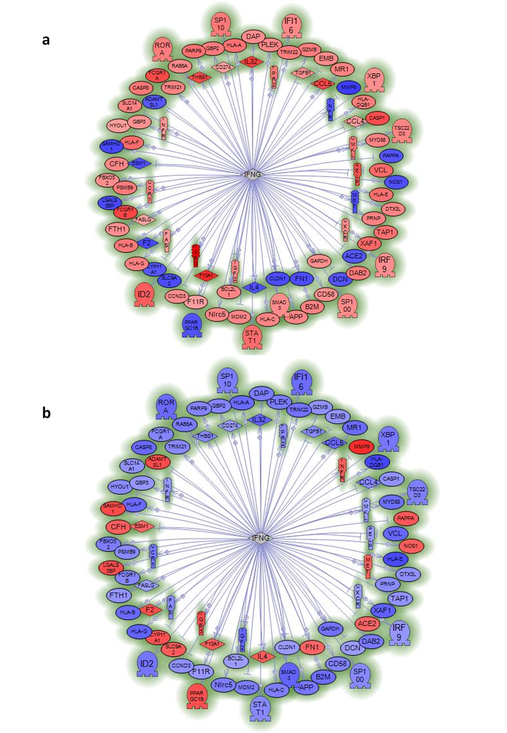 Sub-network analysis of genes specifically regulated by centenarians or septuagenarians versus young subjects indicates the relevance of interferon gamma (IFNG). Sub-network of genes regulated by interferon gamma (IFNG) in mononuclear cells from centenarians (a) or septuagenarians (b) versus young subjects. Data reported in Supplementary Figures 2–7 show other sub-network analyses that point to TNF, TCR, SP1, TGFB1, and IL-32 as genes with regulatory importance that are specific for centenarians. Sub-networks are generated by connecting genes to their neighbors in the database (ResNet 8.0; 2010Q4 Mammal). Sub-networks with the best P-value of 0.05 enrichment P-value cutoff were selected.