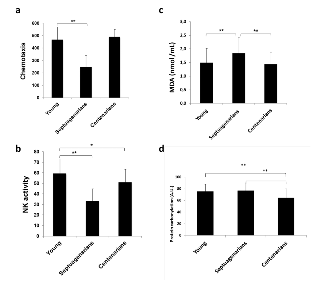 Lymphocyte function is preserved in centenarians. (a) Lymphocyte chemotaxis and (b) Natural killer (NK) cell activity assessed in blood samples obtained from young (n=70), septuagenarians (n=70), and centenarians (n=70). (c) Lipid peroxidation marker malondialdehyde (MDA) levels in plasma derived from young subjects (n=31), septuagenarians (n=31), and centenarians (n=27) as determined by HPLC. (d) Protein carbonylation levels in plasma derived from young subjects (n=31), septuagenarians (n=31), and centenarians (n=27) as determined by western blotting. Data are expressed as mean ± SD. *P