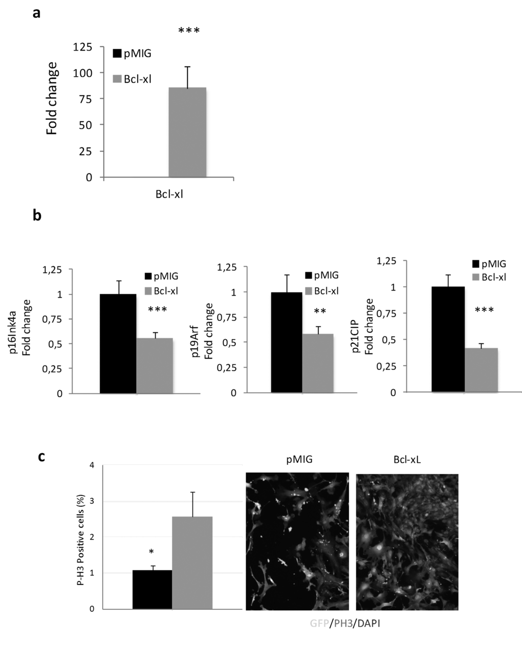 Bcl-xL, decreases senescence, enhances proliferation and protects against oxidative damage in mouse embryo fibroblasts (MEFs) in primary culture. (a) Bcl-xLover-expression in MEFs. (b) Bcl-xLdown-regulates expression of age-associated cell cycle inhibitors: RT-PCR mRNA expression analysis of p16Ink4a, p19Arf, and p21CIP in MEFs retrovirally transduced withBcl-xLorpMIG (controls) (n=7 in each group). (c) Bcl-xL over-expression increase proliferation in MEFs (determined as P-H3 positive cells) 