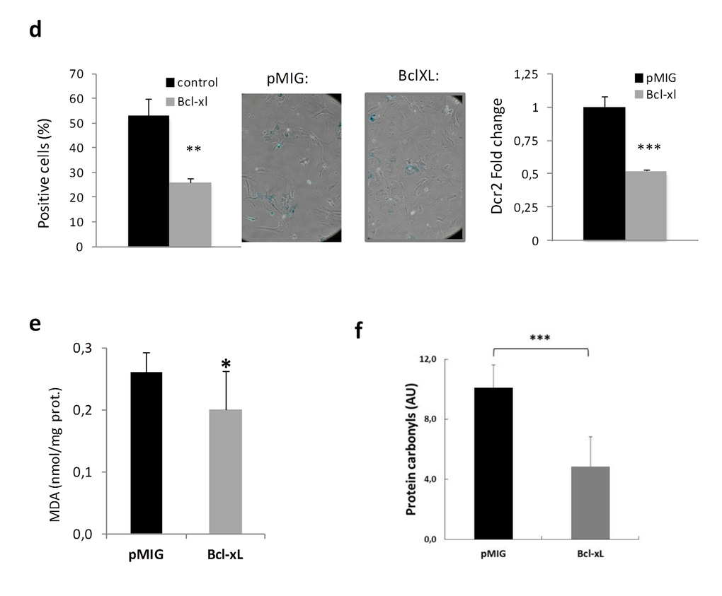 Bcl-xL, decreases senescence, enhances proliferation and protects against oxidative damage in mouse embryo fibroblasts (MEFs) in primary culture. (d) Bcl-xLover-expression prevents cellular commitment to senescence by decreasing SA-β-Gal and expression of Dcr2. SA-β-Gal activity was measured by SA-β-Gal staining kit (n=3 in each group). RT-PCR expression analysis of Dcr2 in MEFs virally transduced with Bcl-xL orpMIG (controls) (n=7 each). (e) MEFs transduced with Bcl-xL show lower levels of lipid peroxidation, determined as malondialdehyde, MDA by HPLC (pMIGcontrols, n=6; Bcl-xL, n=11) (f) MEFs transduced with Bcl-xL show lower levels of oxidized proteins as measured by western blotting (pMIGcontrols, n=6; Bcl-xL, n=11). Data are expressed as mean ± SD. *P