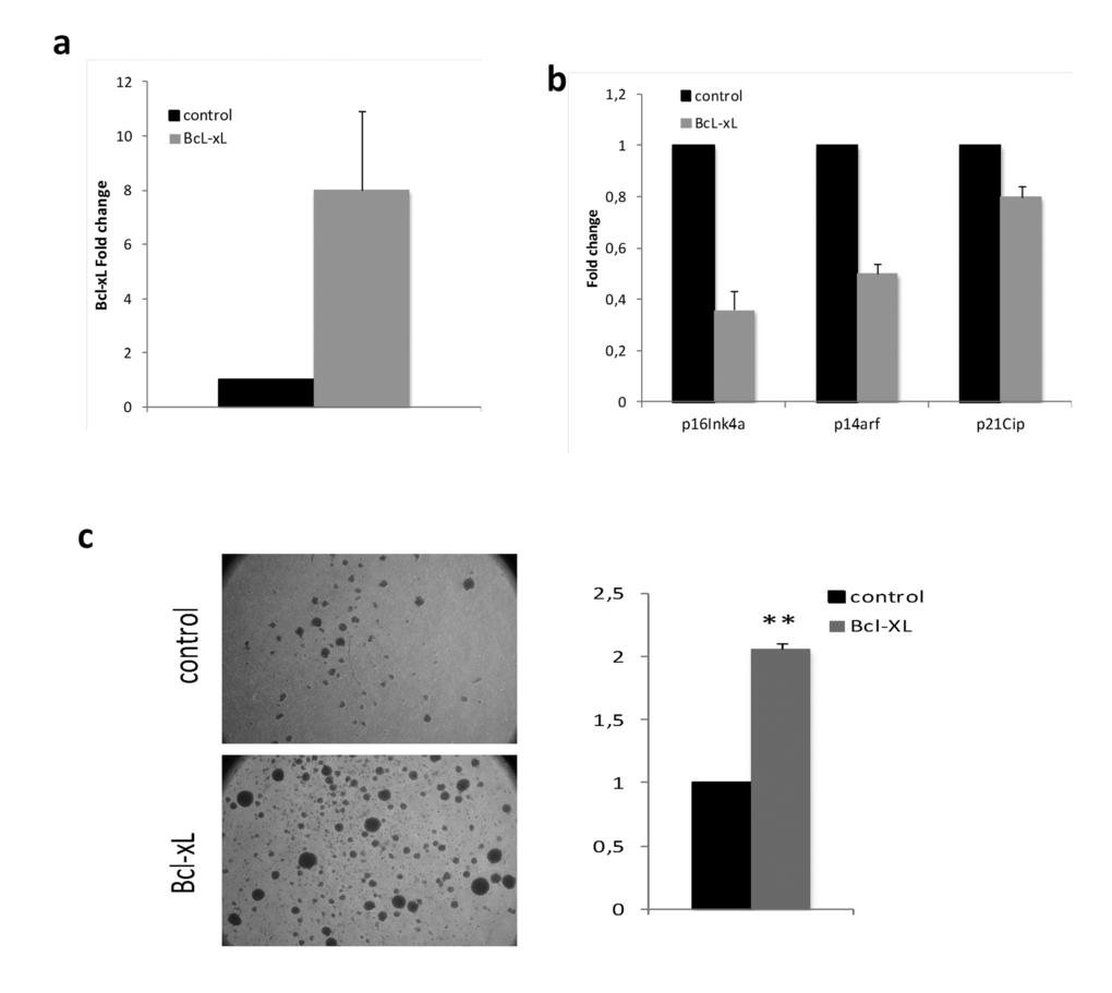Bcl-xL, decreases senescence and enhances proliferation in lymphocytes from septuagenarian individuals in primary culture. (a) Bcl-xL over-expression in lymphocytes from septuagenarian individuals. (b) Bcl-xL down-regulates the expression of age-associated cell cycle inhibitors p16Ink4a, p14Arf, and p21CIP in septuagenarian PBMCs transduced with Bcl-xL (n=3). (c) Representative pictures (left) and quantification of sphere formation (right) of PHA-stimulated lymphocytes infected with Bcl-xL or the empty vector (n=2).