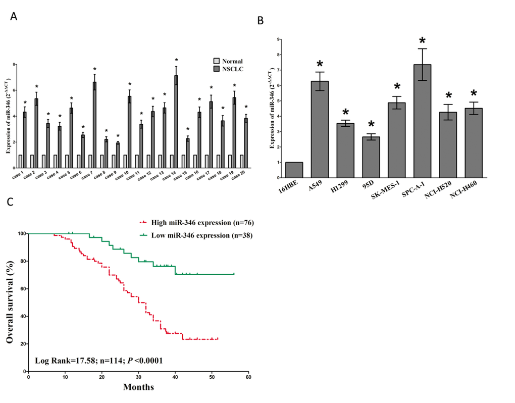 MiR-346 is up-regulated in primary human lung cancer and NSCLC cell lines, and predicts a worse prognosis. (A) miR-346 is significantly increased in primary human lung cancer tissues in comparison to adjacent-normal lung cancer tissues. n=114 for each group. (B) The expression level of miR-346 in seven NSCLC cell lines and normal 16HBE cells. Assays were performed in triplicate. (C) Kaplan-Meier survival analysis revealed that up-regulated miR-346 is associated with poor prognosis in patients with non-small cell lung cancer. *P 