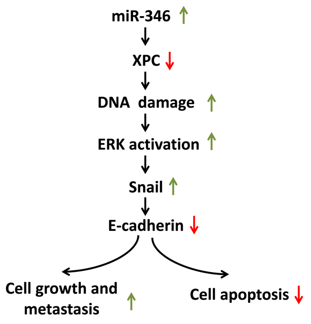 Model of the mechanism by which miR-346 suppresses XPC then activating ERK/Snail pathway, which leads to down-regulation of E-Cadherin expression and facilitates cell proliferation and metastasis, and inhibits cell apoptosis in lung cancer. miR-346 directly targeting 3’-UTR of XPC mRNA, contributes to down-regulation of XPC protein. The deficiency of XPC induces the accumulation of the endogenous DNA damage, which activates the ERK pathway. The activated ERK pathway then enhances the expression of Snail, which further represses the expression of E-Cadherin. Decreased expression of E-Cadherin by XPC silencing leads to a promotion of lung cancer cell proliferation and metastasis, and inhibition of lung cancer cell apoptosis.