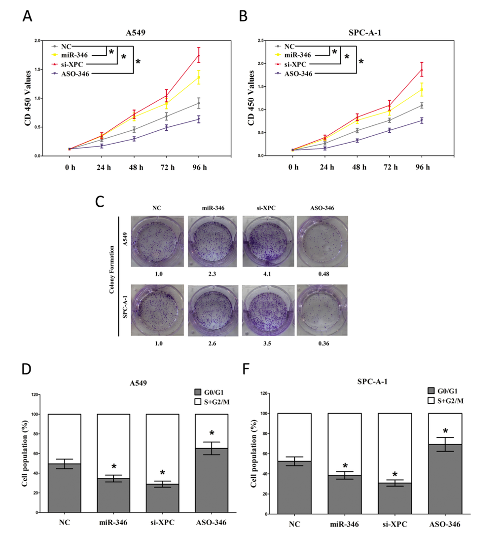 The miR-346 affects cell proliferation and cell cycle. A549 and SPC-A-1 cells were analyzed after transfection. (A-B) CCK8 assays of A549 and SPC-A-1 cells after transfected with NC, miR-346, si-XPC and ASO-346. (C) Shown are representative photomicrographs of colony formation assay after transfected with NC, miR-346, si-XPC and ASO-346 for fourteen days. (D-E) Cell-cycle analysis was performed forty eight hours following the treatment A549 and SPC-A-1 cells with NC, miR-346, si-XPC and ASO-346. The DNA content was quantified by flow cytometric analysis. Assays were performed in triplicate. *P 