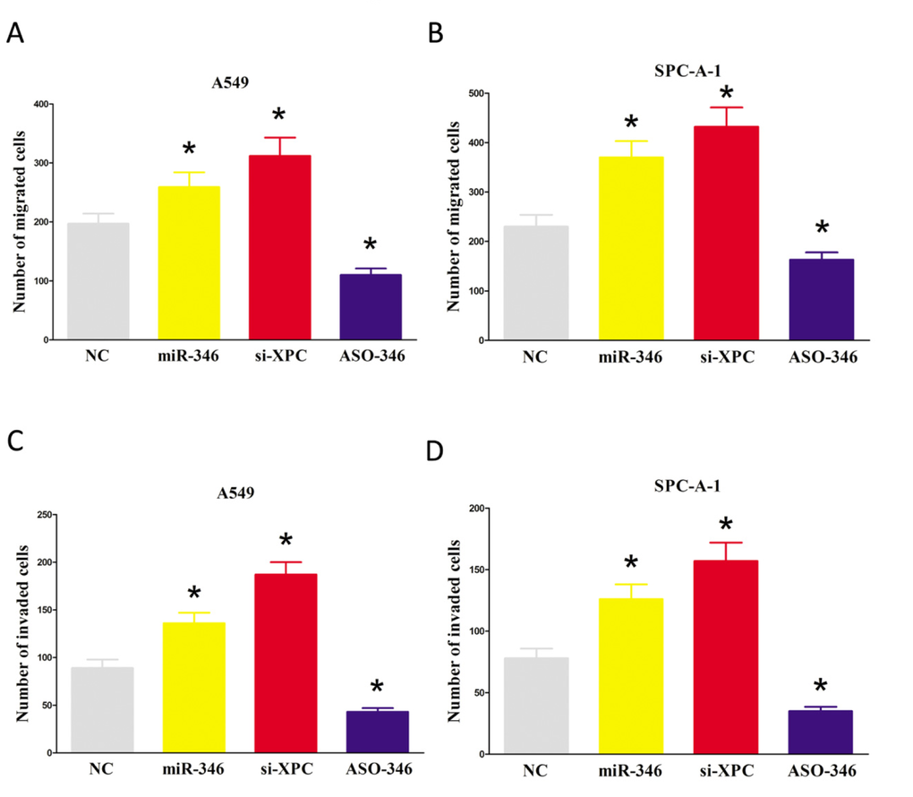 Ectopic expression of miR-346 in A549 and SPC-A-1 cells reduces cell migration and invasion motility. (A-D) A549 and SPC-A-1 cells were loaded onto the top well of a transwell inserts for cell migration or invasion assay. After twenty four hours, cells that migrated to the bottom chamber containing serum-supplemented medium were stained with 0.1% crystal violet, visualized under a phase-contrast microscope, and photographed. Total number of cells in five fields was counted manually. Assays were performed in triplicate. *P 