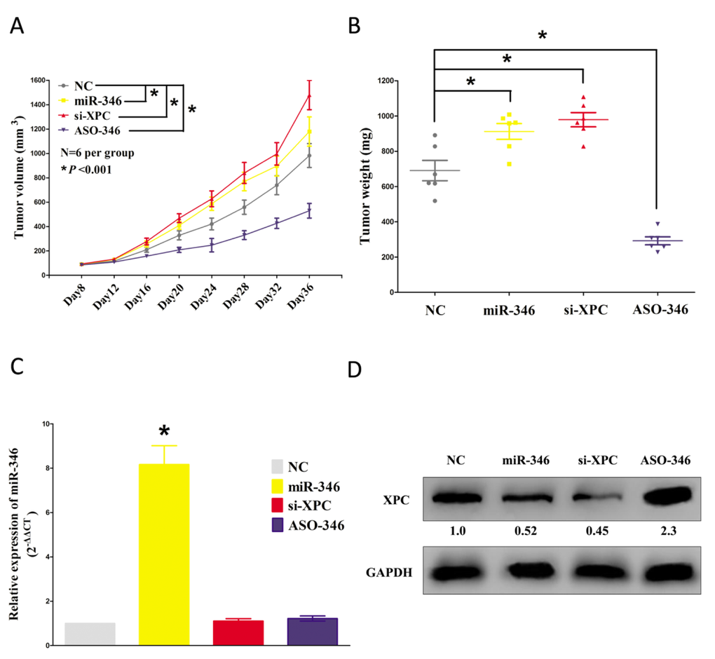 Ectopic expression of miR-346 facilitates tumor growth in vivo. (A) Tumor volume in nude mice. (B) Tumor weight in nude mice. Each group contained six mice (n = 6); the data are presented as the mean ± SEM; *p C) The expression of miR-346 in nude mice. (D-F) The expression of XPC protein in nude mice. Assays were performed in triplicate. *P 