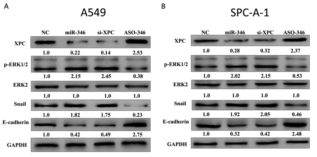 miR-346 directly targeting XPC and then activating ERK/Snail pathway, which leads to decrease of E-cadherin. (A-B) Expression of XPC, phospho-ERK1/2, ERK2, Snail, and E-cadherin were detected in A549 and spc-a-1 cells either transiently transfected with NC, miR-346, si-XPC, or ASO-346. The intensity of XPC, phospho-ERK1/2, ERK2, Snail, and E-cadherin bands were quantified using Image J. Assays were performed in triplicate. *P 