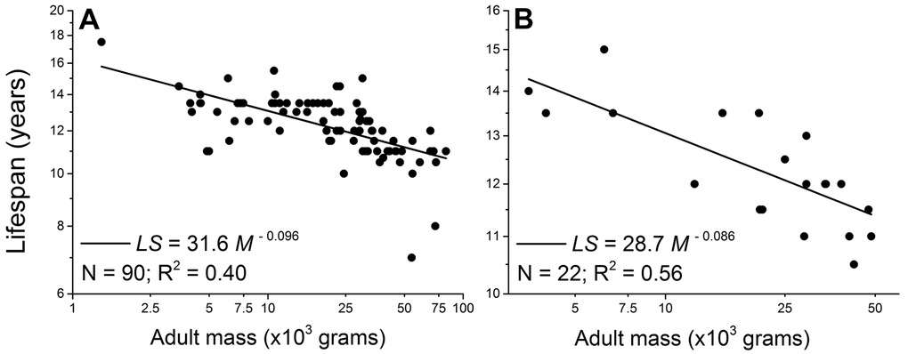 Lifespan negatively scales with adult body mass in male (A) and female dogs (B). Each point represents one breed. The scaling powers were obtained by regressing the logarithmically transformed data.