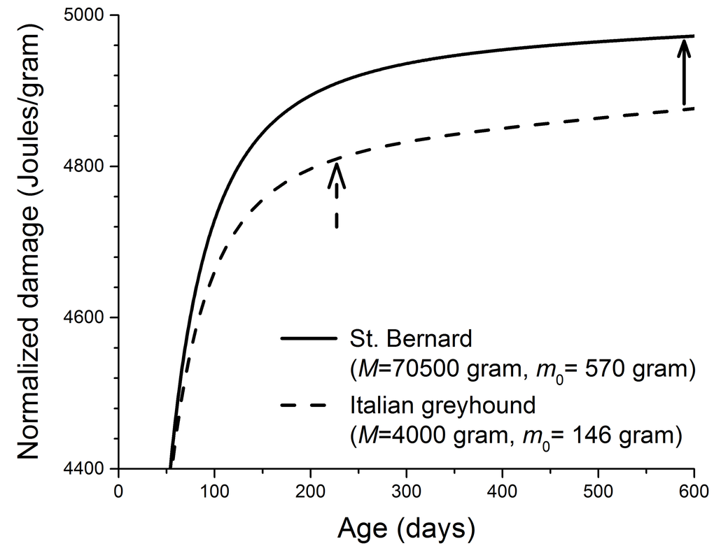 Calculated cellular damage increases as a function of age in two dog breeds. (physiological parameters in Eq. 1 required to produce this figure: B0 = 3158 Joules/(day.gram0.69) [7,8], Em = 5000 Joules/gram, and ε = 0.999) [34,40,53]. The solid and dashed arrows indicate the ages at which ~ 90% of the adult masses are reached in two dog breeds. These ages were estimated from the growth equation,    E m  dm/dt=Brest-Bmaint  and the birth and adult masses of both dog breeds.