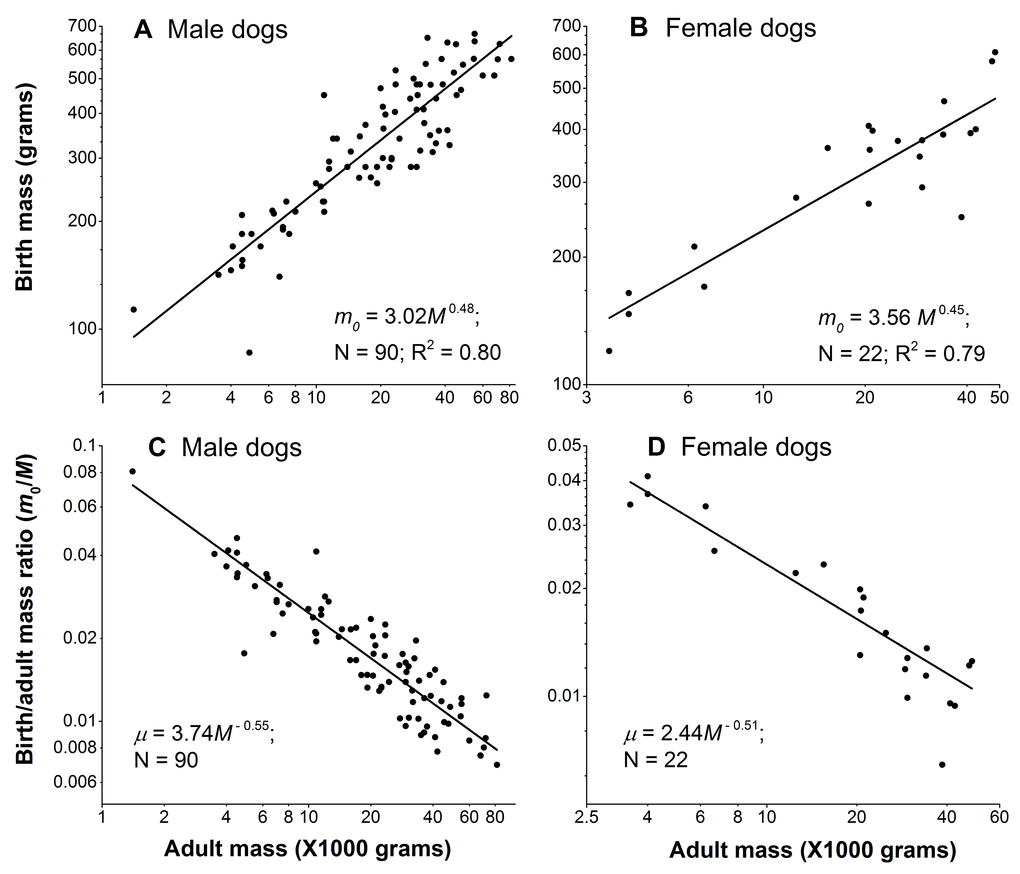 Birth mass is not proportional to adult mass in dogs. (A) and (B): Birth mass scales with adult mass sub-linearly in male and female dogs, respectively. (C) and (D): Birth/adult mass ratio negatively scale with adult mass in male and female dogs, respectively. Each point represents one breed. In each gender, the sum of the absolute values of the scaling powers of the birth mass and the ratio, in principle, should be equal to 1. They are close, but not exactly equal to 1, because dividing the birth mass by the adult mass M in the ratio, µ = m0/M, introduces noise from M. Nonetheless, as Figure 3 shows, the noise is negligible, as the sums of the powers are 0.48+0.55 = 1.03 in males and 0.45+0.51 = 0.96 in female dogs.
