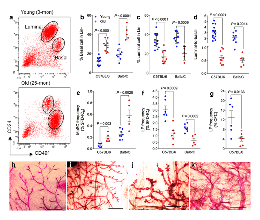 Mammary epithelial cell population and stem/progenitor cell frequency change during aging. (a) Cells with high levels of CD49f are MaSC-enriched basal cells, and cells with high levels of CD24 are luminal progenitor-enriched luminal cells. Representative flow cytometry analysis of mammary epithelial cells from young (3 mo) and old (26 mo) virgin C57BL6/J mice. (b-d) Mammary epithelial cell population changes during aging. Percent basal cells (CD24loCD49fhi) (b), percent luminal cells (CD24hiCD49flo) (c), and luminal-to-basal cell ratio (d) of Lin- mammary epithelial cells isolated from young and old virgin C57BL/6 (age, 2-4 mo vs. 25-32 mo; n = 15 vs. 9) and BALB/c mice (age, 2-4 mo vs. 17 mo; n = 8 vs. 5). (e-f) Stem/progenitor cell frequency changes during aging. Average frequencies of MaSC (e) expressed as % sphere formation and differentiation-initiating cells from basal cells (SFD-ICb), luminal progenitor cells (f) expressed as % sphere formation and differentiation-initiating cells from luminal cells (SFD-ICl), and luminal progenitor cells (g) expressed as % colony forming cell (CFC) from luminal cells in young and old virgin C57BL/6 (age, 2-3 mo vs. 25-26 mo; n = 6) and BALB/c mice (age, 2-4 mo vs. 17 mo; n = 8 vs. 5). (h-k) Representative examples of whole mount carmine alum staining of mammary glands collected from young (h) and old (i-k) virgin C57BL6/J mice. Scale bars, 1 mm.