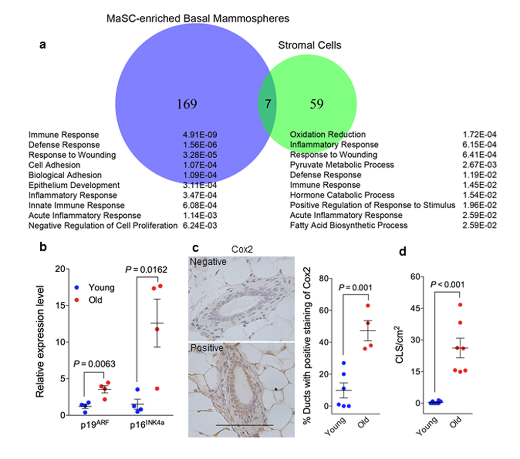 Elevated senescent phenotype and inflammatory response in old mammary glands. (a) Venn diagram of differentially expressed genes during aging (by comparing samples from old and young mice) in MaSC-enriched basal spheres and stromal cells annotated with the top 10 enriched biological processes from Database for Annotation, Visualization and Integrated Discovery (DAVID) platform. The p value of each biological process is shown on the right. (b) There was greater expression of p19ARF and p16INK4a RNA in old stromal cells (26 mon.) than their younger (4 mon.) counterparts measured with real-time RT-PCR (n = 4). (c) Quantification of cyclooxygenase 2 staining in primary mammary glands from young (4 mon.; n = 6) and old (26 mon.; n = 4) C57BL/6 mice showing higher expression in old glands. The data are presented as percent ductal structures that had positive staining for cyclooxygenase 2 (defined as more than 25% cells stained positive within a particular ductal structure) in one tissue section of each mammary gland. Scale bar, 100 μm. (d) Quantification of macrophage crown-like structure (CLS) in primary mammary glands from young and old C57BL/6 mice showing higher numbers of CLS/cm2 in old (26 mon.; n = 7) than young glands (2-4 mon.; n = 8).