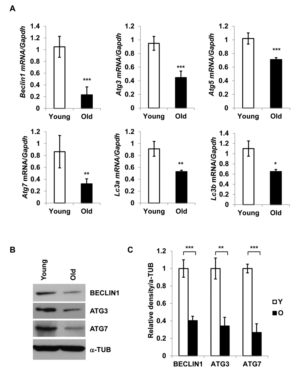 Diminished expression of autophagy gene products in aged SVFs. (A) Relative mRNA expression of autophagy genes Beclin1, Atg3, Atg5, Atg7, Lc3a and Lc3b in adipose tissue SVF of young (4 m) and old mice (20 m) analyzed by real-time PCR using Ct values. Data represented in bar diagrams are Mean + SD value of relative mRNA expression from three independent experiments where total RNA was extracted from SVFs of young (n=5) and old (n=3) mice and used as a template for one-step RT-qPCR reaction. The significance levels *pB) Protein expressions of BECLIN1, ATG3 and ATG7 were analyzed by Western blotting of SVF lysates from young (n=5) and old (n=3) mice. Data presented here are representative image of three independent experiments. The relative density of protein bands were plotted in (C). Values were expressed as Mean + SD. of three independent experiments and the significance levels * p