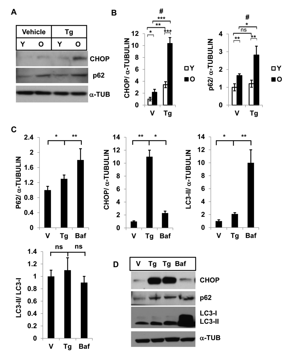 Interaction of autophagy and ER stress response in SVFs from adipose tissue and in 3T3-preadipocytes. Different levels of CHOP and SQSTM1/p62 in SVF lysates from young and old mice with vehicle or Tg treatments. (A) Western blot analysis of ER-stress response protein CHOP and autophagy associated protein SQSTM1/p62 in the SVF lysates from young (n=5) and old mice (n=3) treated with either vehicle (DMSO) or thapsigargin (30 nM) for 18h. The density of protein bands from three independent experiments were plotted in (B). Student’s t-test was performed using means and SD where *pC, D) 3T3-preadipocytes were treated with either vehicle or Tg (30nM) or Baf (10nM) for 18 hrs and the protein levels of p62, CHOP and LC3-II were analyzed by western blots (D). The relative density of protein bands for P62, CHOP, LC3-II were plotted (C) after normalization with α-Tubulin. Student’s t-test was performed and *p