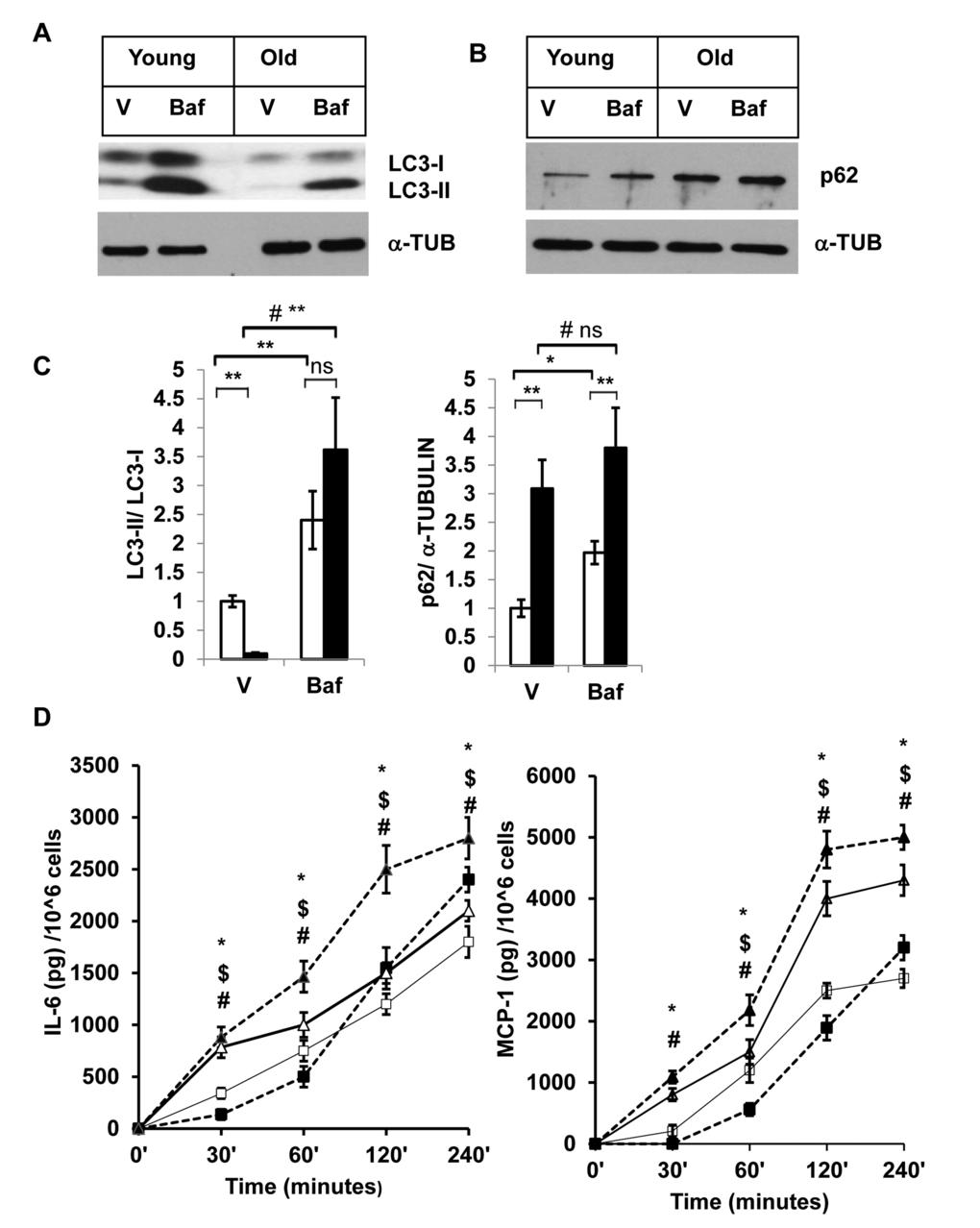 Enhanced accumulation of autophagy substrates in old SVFs and elevated pro-inflammatory cytokines release after autophagy block. (A and B) Western blot analysis of autophagy associated proteins SQSTM1/p62 and LC3-I and LC3-II in SVF lysates from young (n=5) and old mice (n=3) treated with either vehicle (DMSO) or Baf (10 nM) for 18h. The density of protein bands from three independent experiments were normalized with α-tubulin and plotted in (C). Student’s t-test was performed using means and SD where *p(D) Autophagy block results in elevated inflammatory cytokine production in old SVFs. Time dependent production of major pro-inflammatory cytokines (IL-6, MCP-1) by the SVF from young (square box) and old mice (triangle) treated with either vehicle (open) or Baf (filled) were analyzed by ELISA. Values were presented as mean + SD of three independent experiments. Significance of difference between means was determined by Student’s t-test and indicated by * p$ p# indicated the significance level (p