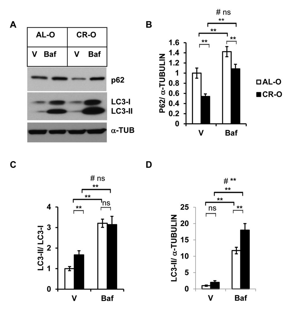 Enhanced autophagy activity in calorie restricted (CR) old mice. (A) Western blot analysis of autophagy-associated proteins SQSTM1/p62 and LC3-I and LC3-II in the SVF lysates from old (n=3) and old CR mice (n=5) treated with either vehicle or Baf (10 nM) for 18h. The density of protein bands from three independent experiments were normalized with α-Tubulin and plotted in (B-D). Data presented here are representative of three independent experiments. Values were presented as mean + SD of three independent experiments. ** refers to significance level (p
