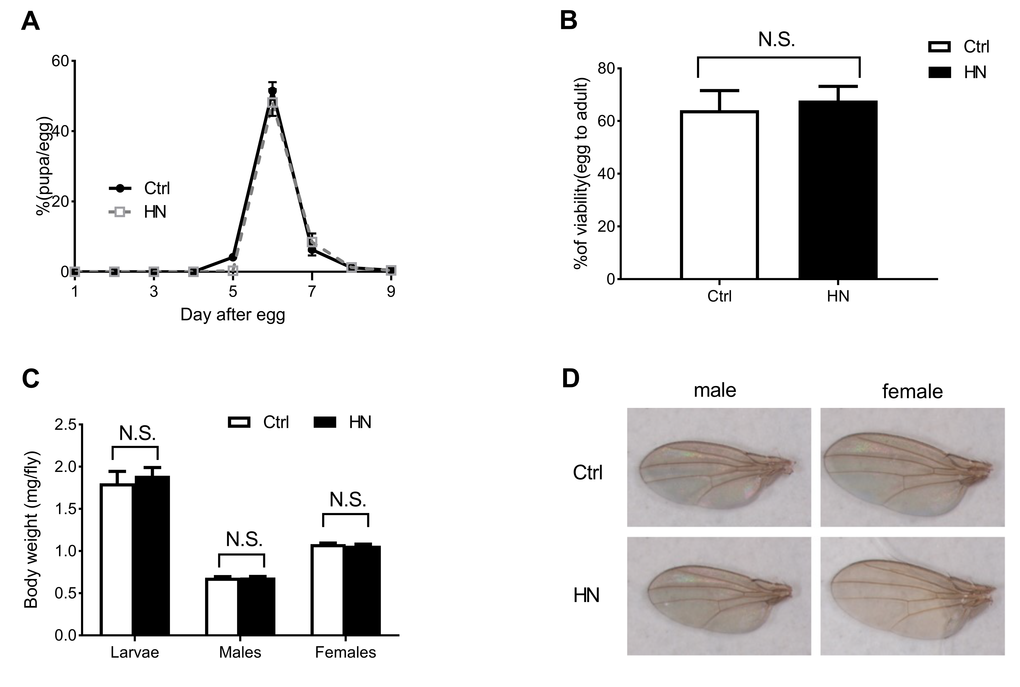 The effects of HN on growth pattern and rate. (A) HN-treated larvae pupariated at normal time points and were slightly delayed at 5day after egg laying (>80 animals/group). (B) The egg-to-adult viability was no significant difference between control and HN exposure (>60 eggs/group, n≥5 independent experiments). (C) Average weight of larvae (Ctrl, n=187; HN, n=192) and adult flies (Ctrl male, n=53; HN male, n=54; Ctrl female, n=41; HN female, n=46) indicated. (D) HN-treated flies had no significant change in wing size (5 flies/group, n≥3). Error bars denote the standard error of the mean (SEM). NS: not significant.