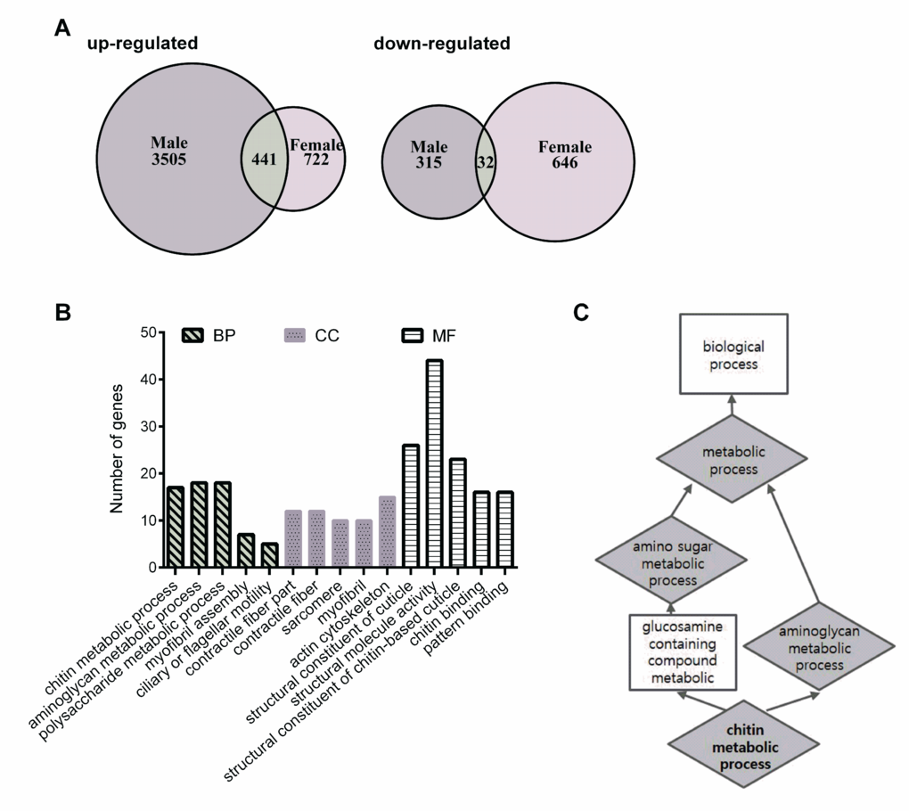 Differential gene-expression analysis and enriched gene ontology categories. (A) Venn diagram comparing the up-regulated and down-regulated genes in HN-treated flies. (B) Annotated genes from the overlap of up-regulated gene lists can be divided into three major categories, including biological process (BP), cellular component (CC), and molecular function (MF). The vertical scale on the left indicated the number of genes in the sub-categories. (C) The functional enrichment map were illustrated for a number of biological function including the enriched target genes.