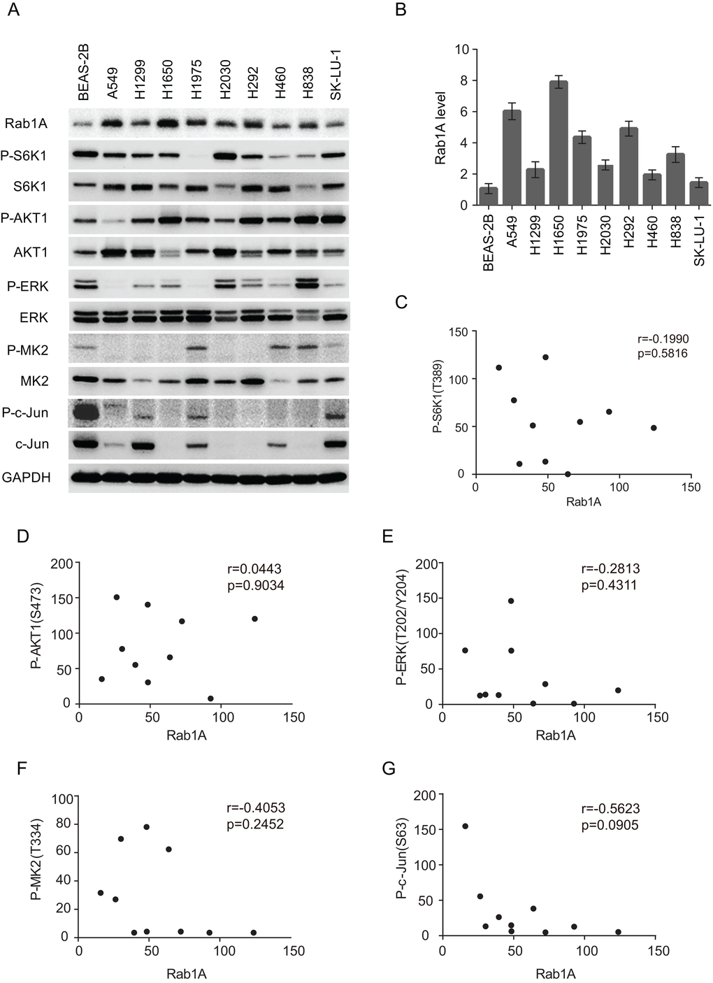 Rab1A is overexpressed in lung cancer cell lines but is not correlated with mTORC or MAPK expression. (A) Expression of Rab1A, P-S6K, S6K, P-AKT, AKT, P-ERK, ERK, P-MK2, MK2, P-c-Jun and c-Jun was examined in a panel of lung cancer cell lines by immunoblot. GAPDH served as a loading control. (B) Quantitative analysis of Rab1A protein levels in cell lines. The densitometry results for each Rab1A band were normalized to GAPDH, and the ratios between cancer cell lines and BEAS-2B were calculated and results represented in a histogram. Data represent means ± SD of three independent experiments. (C-F) Correlation plots of the expression level of Rab1A and P-S6K1 (T389; C), P-AKT (S473; D), P-ERK (T202/Y204; E), P-MK2 (T334; F) and P-c-Jun (S63; G). Shown are arbitrary units.