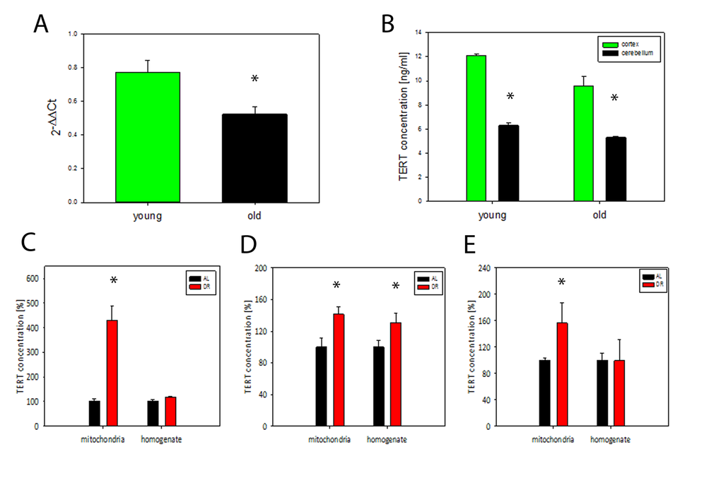 TERT mRNA and protein decrease during brain aging in mice while DR results in TERT accumulation in mitochondria. (A) TERT mRNA abundance in whole brain tissue from young (4 months) and old (21 months of age) mice (n=3-4 per group), t- test, *PB) TERT protein abundance in mouse brain tissue measured separately in cortex and cerebellum in young (6 months) and old (17 months) mice, (n=3 per group), t-test, *PC-E) TERT protein abundance in whole brain homogenates and in brain mitochondria in 3 independent DR experiments (as percentage of ad libitum fed controls, for details, see Table 1). Exp. 1: n=3 mice per group, exp. 2: n=4 mice per group, exp. 3: n=7 mice per group. t-test, *P