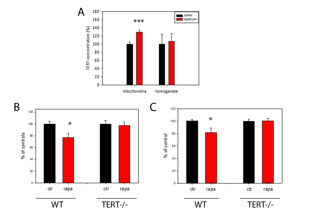 TERT protein is required for the reduction of H2O2 release from mouse brain mitochondria by rapamycin. (A) Mouse TERT protein abundance in brain homogenates and isolated mitochondria after 4 months rapamycin treatment. (n=5 per group, t-test, ***pB) H2O2 release (as percentage of controls) from brain mitochondrial complex I (maximum capacity, with complex I-linked substrate, pyruvate plus malate in the presence of rotenone) from wild-type (WT) or first generation TERT-/- mice fed either control or rapamycin-containing diet for 4 months. (n=4-5 per group, t-test: *PC: H2O2 release from brain mitochondria as measured in (B), but with the complex II-linked substrate, succinate (4mM). n=4-5 mice per group, t-test *P