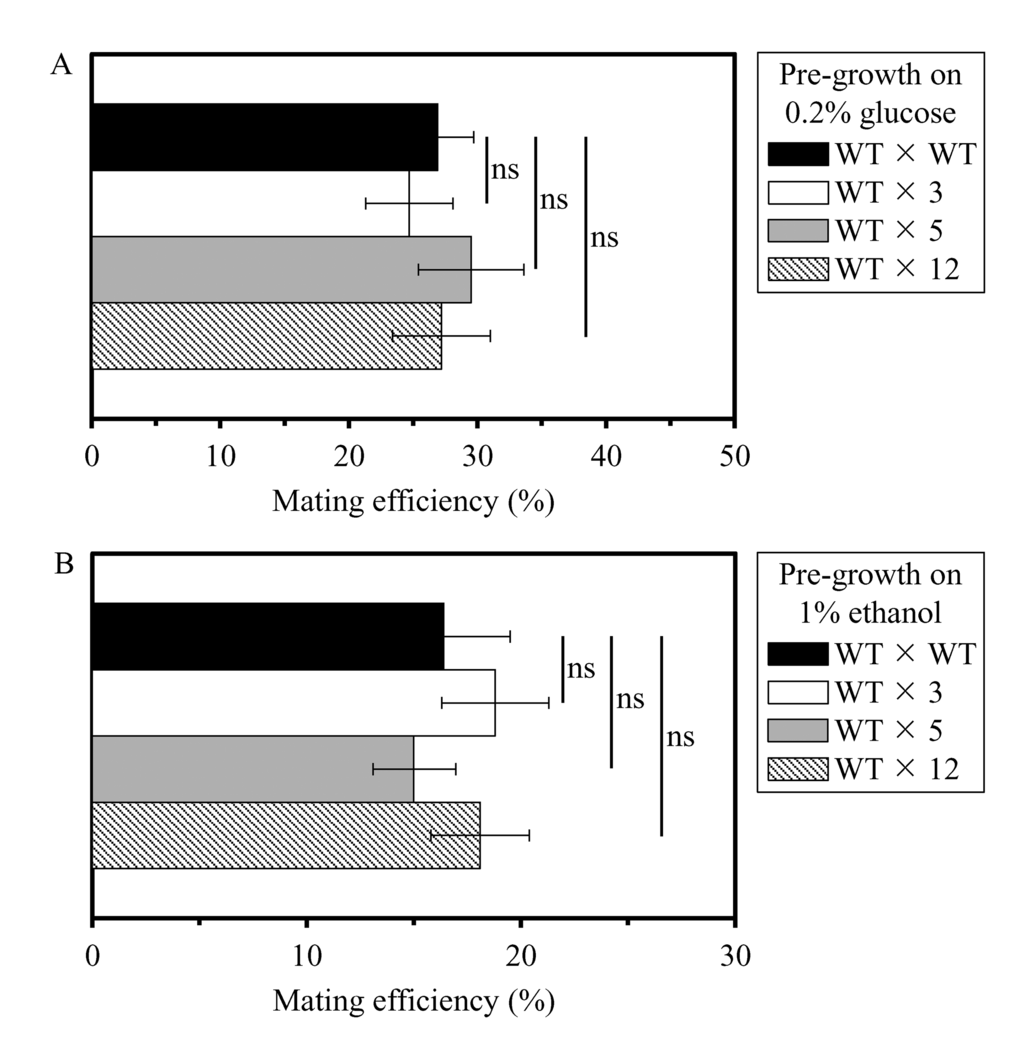 The long-lived mutant strains 3, 5 and 12 do not differ from the parental WT strain in efficacy of their sexual reproduction by mating, a measure of fecundity and a key trait of early-life fitness. Yeast cells of mating type MATa (i.e. the haploid WT strain BY4741) and mating type MATα (i.e. the haploid WT strain BY4742 or the selected long-lived haploid mutant strains 3, 5 or 12, each in the BY4742 genetic background) were pre-grown separately to mid-logarithmic phase in YP medium initially containing 0.2% glucose (a fermentable carbon source; CR conditions) (A) or 1% ethanol (a non-fermentable carbon source) (B). The efficiency of mating was measured as described in the ″Materials and methods″ section; it was calculated as the number of colonies of MATa/MATα diploids divided by the sum of MATa/MATα diploids plus haploid colonies. Data are presented as means ± SEM (n = 3; ns, not significant difference).