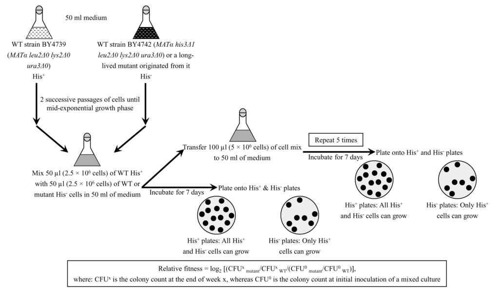 Quantifying the relative fitness of a long-lived mutant strain in a direct competition assay with a parental WT strain. His+ and His- strains used in the direct fitness competition experiment are first cultured separately in the complete YP medium rich in amino acids, nucleotides and other nutrients until mid-exponential phase. Cells of the His+ strain are then mixed with the same number of cells of the His- strain in liquid YP medium. After culturing the cell mixture for 7 days, an aliquot of cell suspension is diluted and plated on a solid YP medium. Following 2 days of incubation, colonies on each plate are replicated onto plates with the synthetic minimal YNB medium without amino acids and nucleotides. One of these plates contains leucine, lysine, uracil and histidine (it is called a His+ plate), whereas the other plate contains leucine, lysine and uracil (it is called a ″His-″ plate). After 2 days of incubation at 30oC, the number of CFU on ″His+″ and ″His-″ plates is counted. The relative fitness of each His+ strain in a direct competition with the His- is calculated as log2 [(CFUxmutant/CFUxWT/(CFU0mutant/CFU0WT)], where: CFUx is the colony count at the end of week x, whereas CFU0 is the colony count at initial inoculation of a mixed culture. The direct competition step of culturing a cell mixture for 7 days in liquid YP medium was repeated 6 times.