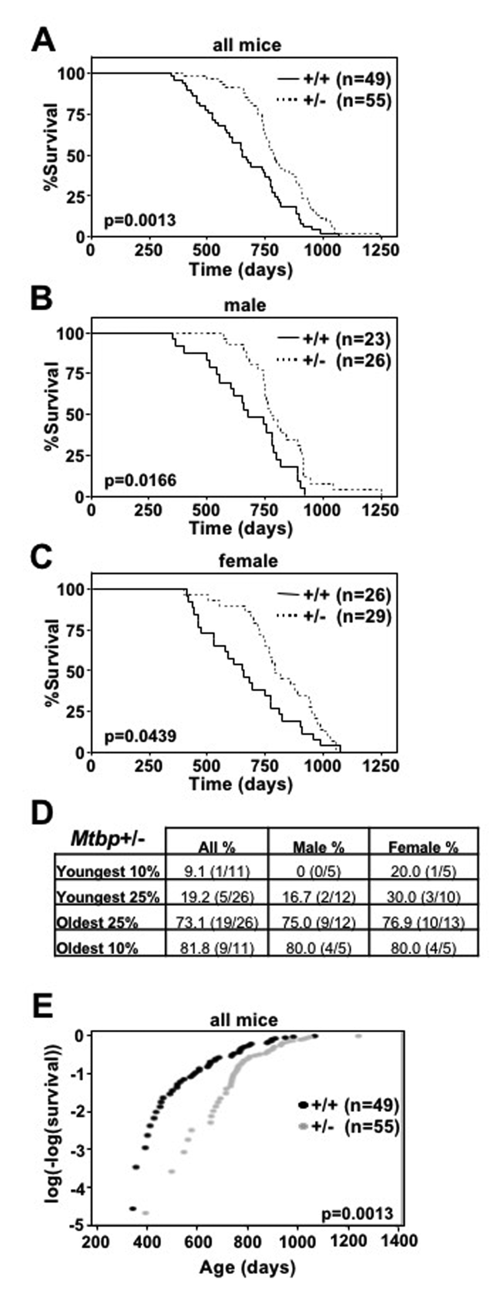 Mtbp heterozygosity increases longevity. (A-C) Kaplan-Meier survival curves of Mtbp+/+ (+/+) and Mtbp+/- (+/-) mice with the number of mice in each group denoted by n. p value determine by log-rank tests. (D) All, male, and female Mtbp+/- mice in the indicated decile or quartile of the mouse cohort. (E) Instantaneous death rate plotted; log-rank p=0.0013, Chi-sq=10.27, df=1; number of mice in each group denoted by n.
