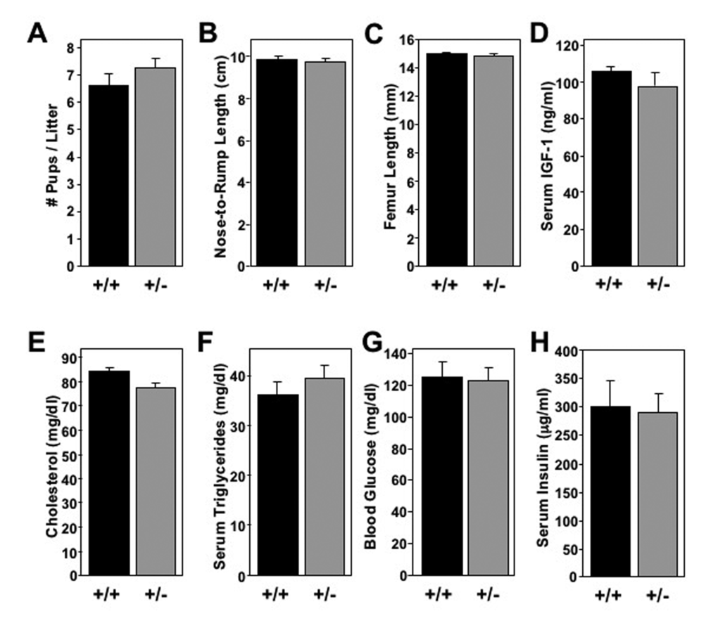 Long-lived Mtbp heterozygous mice exhibit normal systemic physiology. (A) The mean number of pups birthed from Mtbp+/+ x Mtbp+/- crosses by each female Mtbp+/+ (+/+; n=20 females; 328 total pups; black) and Mtbp+/- (+/-; n=25 females; 569 total pups; gray) mouse was recorded and averaged (p=0.2247). (B-H) Healthy long-lived (29 months) +/+ (n=5) and +/- (n=8) male mice were starved for 5 hours. (B) The nose-to-rump length was recorded and averaged (p=0.9999). (C) After sacrifice, the femurs were isolated and their length measured with electronic calipers and averaged (p=0.7160; n=7 for +/- group due to loss of one femur from bilateral fracture from collection). (D-H) Blood was collected and serum isolated. Circulating levels of (D) IGF-1 (p=0.4175), (E) cholesterol (p=0.3572), (F) triglycerides (p=0.4037), (G) blood glucose (p=0.7116) and (H) insulin (p=0.6963) were measured. P values calculated with student’s t-tests, and error bars are SEM.