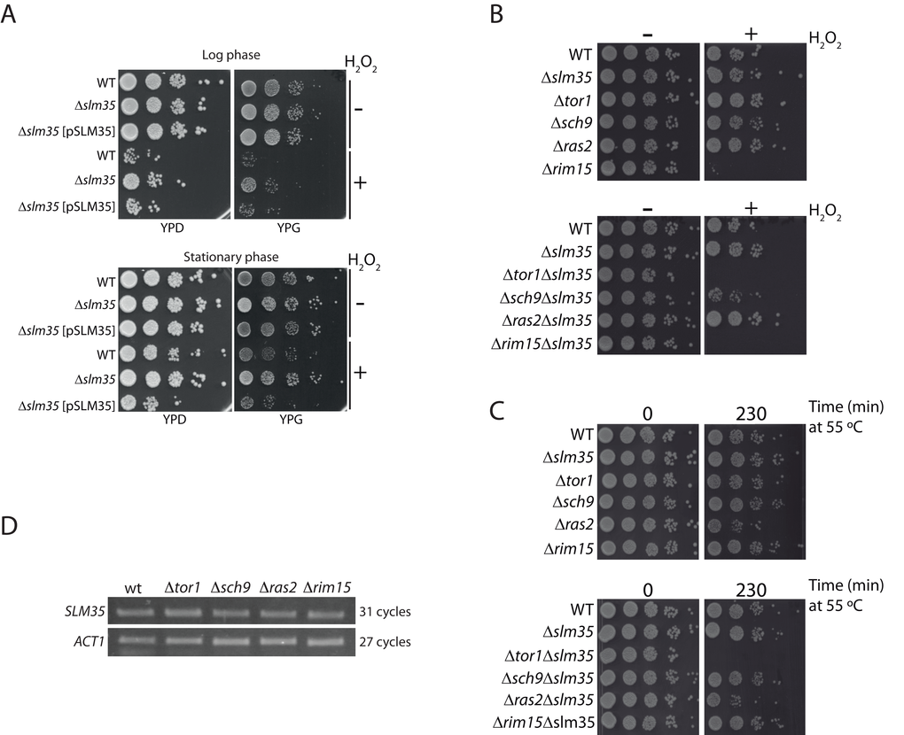 SLM35 genetically interacts with TOR1 during stress conditions. (A) A strain lacking SLM35 shows resistance to stress by hydrogen peroxide. Log phase (upper panel) or stationary phase (lower panel) cultures of a wild-type (WT) and a Δslm35 with or without a plasmid with the SLM35 gene were treated with hydrogen peroxide (H2O2) for two hours, before serial ten-fold dilutions were dropped on rich media with glucose (YPD) or glycerol (YPG) as carbon sources. (B, C) Strains lacking SLM35 (Δslm35), components of the TOR/RAS pathways (Δtor1, Δsch9, Δras2 and Δrim15), or a combination of both, were subjected to (B) oxidative stress or to (C) heat shock as described in Materials and Methods. Serial 1:10 dilutions were dropped on rich media with glucose (YPD). (D) Total RNA from exponentially grown wild-type (WT), Δtor1, Δsch9, Δras2 and Δrim15 strains were purified. Equal amounts of RNA were used for retro-transcription reactions and resulting cDNAs were probed with SLM35 and ACT1 specific primers for the indicated cycles. Reactions were visualized by denaturing electrophoresis.