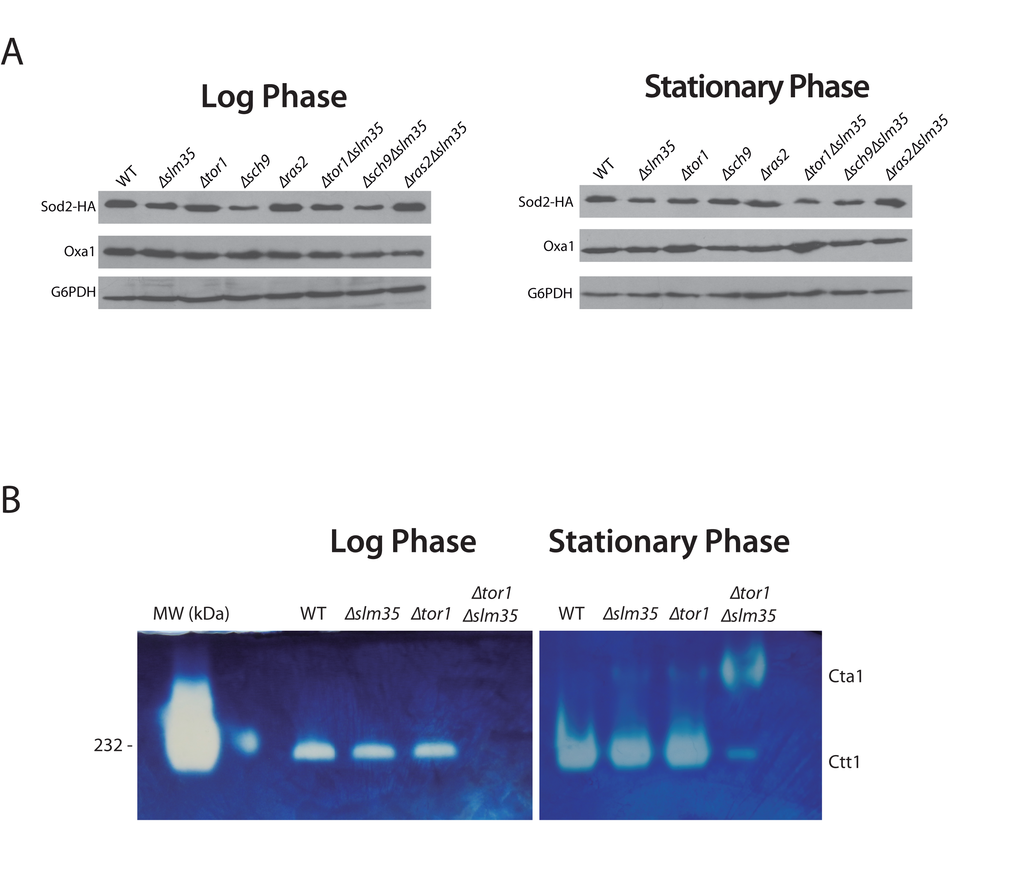 SLM35 is involved in the regulation of the antioxidant system. (A) Indicated strains harboring a plasmid encoding SOD2-2HA under the control of its endogenous promoter were grown as before using SDC-URA. 50 µg of whole cell protein extracts were analyzed by Western blot using specific antibodies to detect Sod2 (HA) or G6PDH as loading control. Signals from three independent experiments were quantified by densitometry and are shown in Supplementary Figure S2. (B) Determination of catalase activity in log and stationary phase of wild-type, ∆slm35, ∆tor1 and ∆tor1∆slm35 strains. Cells were grown on SDC medium for 14-16 h (Log phase, left panel) or 3 days (Stationary phase, right panel). 50 µg of whole cell extracts were analyzed by native gel electrophoresis and catalase activity was determined as described in Materials and Methods. Cta1, catalase A; Ctt1, catalase T. Catalase from bovine liver from (HMW Native Marker Kit, GE Healthcare) was used as molecular weight marker and catalase activity control (first lane, left panel). A representative experiment out of three is shown.