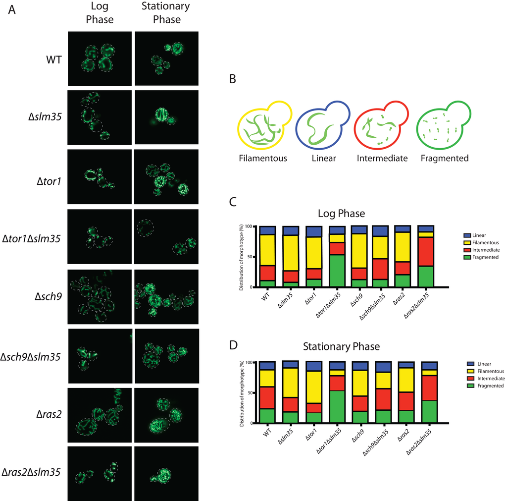 Slm35 and Tor1 or Ras2 are needed to maintain a filamentous mitochondrial network. (A) Cells of the indicated strains harboring a plasmid encoding a mitochondrial version of GFP were grown on SDC-URA medium for 14-16 hours (Log Phase) or 3 days (Stationary Phase) and analyzed by confocal laser scanning microscopy. (B) The analyzed images allowed the identification of four distinct morphotypes represented here. (C, D) Qualitative analysis of the images presented in A as described in Materials and Methods. Log phase WT n=364; ∆slm35 n=340, ∆tor1 n=346, ∆sch9 n=360, ∆ras2 n=368, ∆tor1 ∆slm35 n=350, ∆sch9 ∆slm35 n=352, ∆ras2 ∆slm35 n=362). Stationary phase (WT n=350; ∆slm35 n=344, ∆tor1 n=349, ∆sch9 n=367, ∆ras2 n=366, ∆tor1 ∆slm35 n=353, ∆sch9 ∆slm35 n=274, ∆ras2 ∆slm35 n=365).