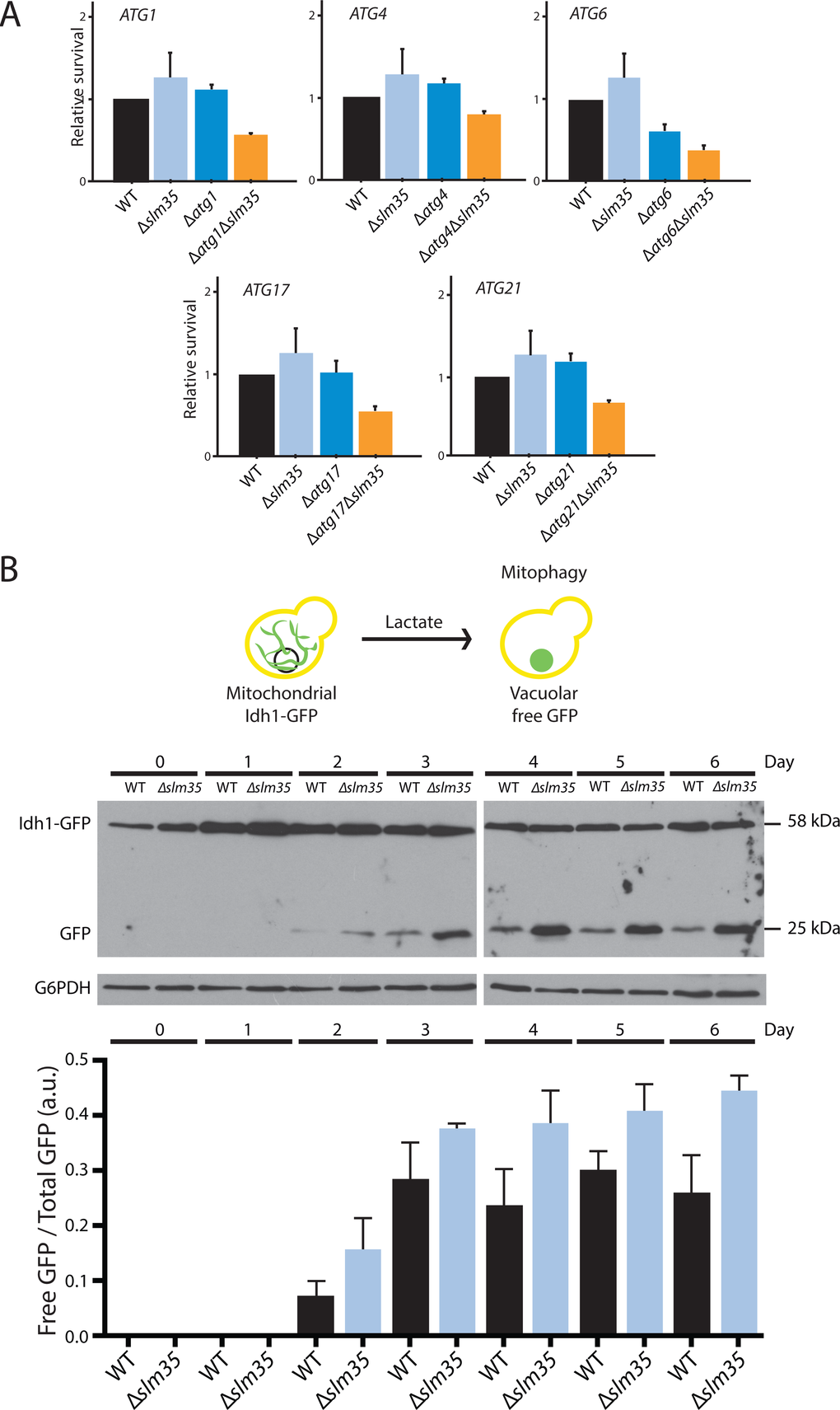 The function of Slm35 is necessary for the regulation of general and mitochondrial selective autophagy. (A) Relative survival under heat shock conditions of wild-type (WT), single mutants Δslm35, Δatg1, Δatg4, Δatg6, Δatg17, and Δatg21, or double mutants Δatg1Δslm35, Δatg4Δslm35, Δatg6Δslm35, Δatg17Δslm35, and Δatg21Δslm35. Cells were grown on SCD liquid medium during three days before applying a thermal shock of 20 min at 55 oC. Aliquots were taken immediately after the stress to construct YPD growth curves to calculate the relative survival. (B) Overnight YPD cultures of wild-type or Δslm35 cells harboring the fusion protein Idh1-GFP were shifted to YPL medium to an OD600=0.1 to induce mitophagy. Every 24 hours an aliquot of the culture was taken and whole cell extracts were analyzed by Western blot. Mitochondrial Idh1-GFP runs as a discrete band at around 60 kDa, vacuolar free GFP runs at 25 kDa. G6PDH was used as loading control. Signals from three independent experiments were quantified by densitometry.