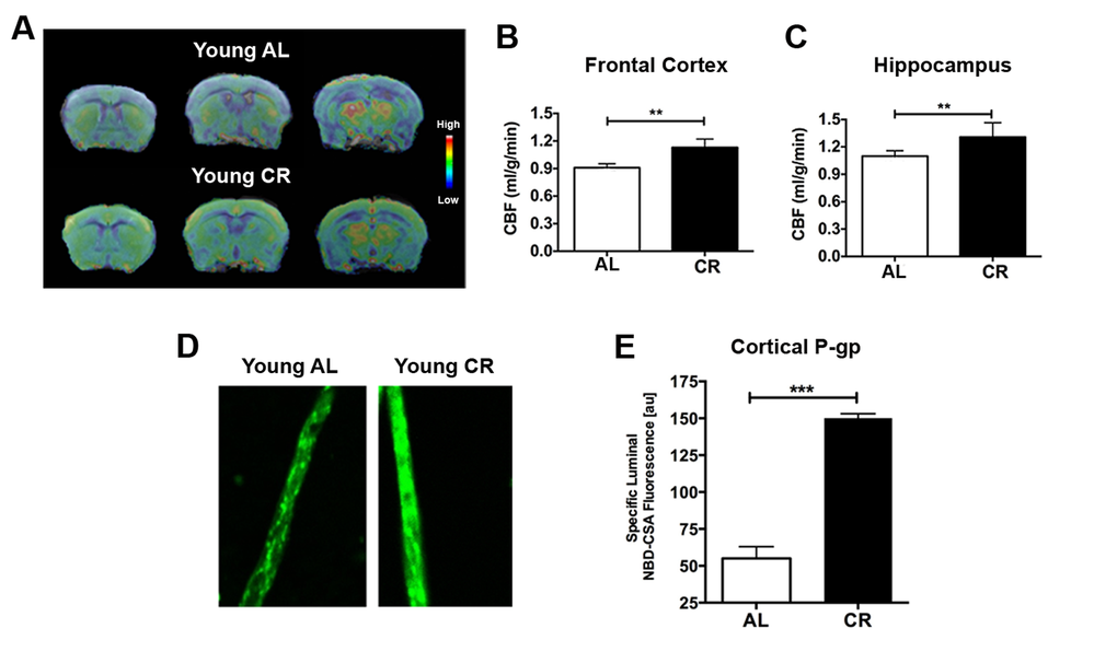 Caloric restriction enhances neurovascular functions in young mice. (A) CBF maps superimposed on structural brain images; the color code indicates the level of CBF in a linear scale. Quantitative CBF (ml/g/min) obtained from (B) Frontal Cortex and (C) Hippocampus. (D) Representative confocal images showing increased luminal accumulation of NBD-CSA fluorescence (green) in brain capillaries isolated from young CR mice; shown in arbitrary fluorescence units (scale 0-255). (E) Corresponding quantitative fluorescence data. Data are mean ± SEM. **p p 