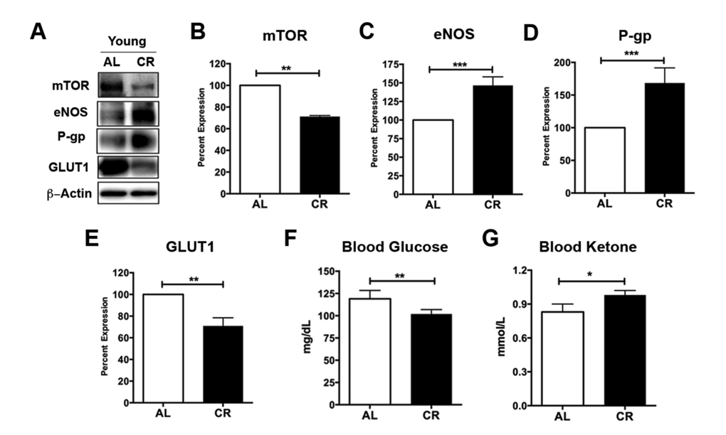 Caloric restriction enriches vascular signaling markers and shifts metabolism in young mice. (A) Western blotting (WB) of mTOR, eNOS, P-gp and GLUT1 from the cortical vasculature, β-Actin was used as loading control; corresponding values of (B) mTOR, (C) eNOS, (D) P-gp, and (E) GLUT1 between the young AL and CR mice. All the WB data were normalized to β-Actin and compared to young AL (100%). (F) Blood glucose and (G) Blood Ketone levels of the mice. *p p p 