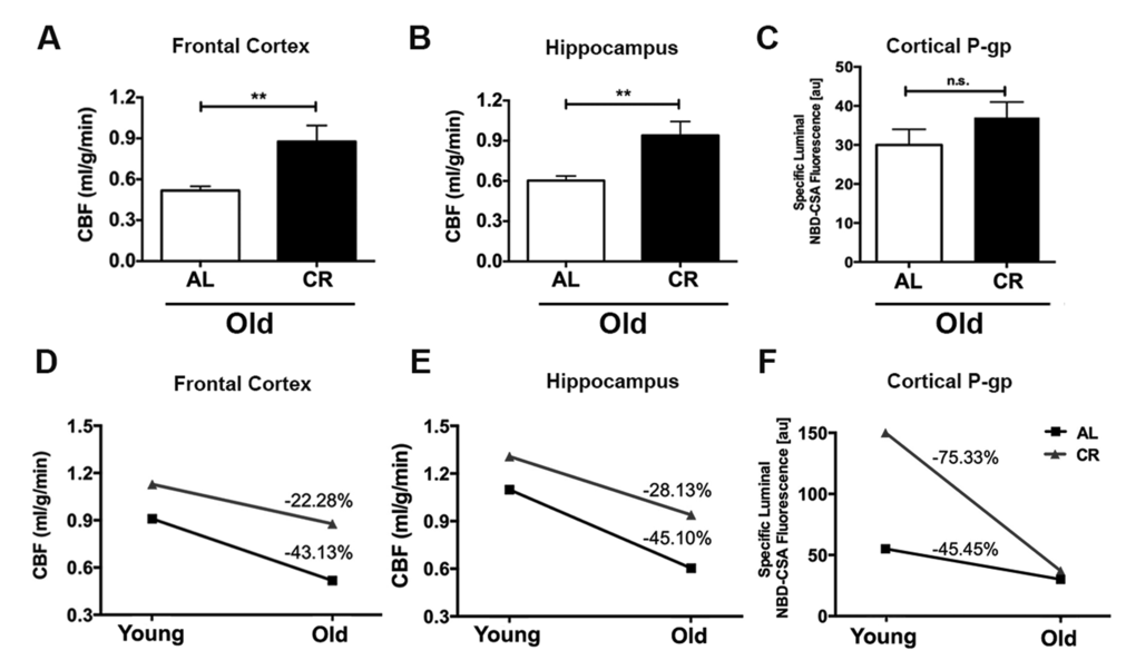 Caloric restriction decelerates the rate of decline of cerebral blood flow in aging mice. Old CR mice had significantly higher CBF in (A) Frontal cortex and (B) Hippocampus; however (C) P-gp activity did not show significance when compared with old AL mice. The age-dependent changes between AL and CR mice in (D) CBF within frontal cortex, and (E) hippocampus, and (F) Differnce in cortical P-gp activity, between AL and CR mice. Data are mean ± SEM. **p 