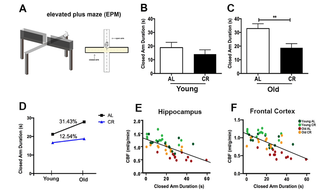 Caloric restriction reduces anxiety of aging mice. (A) An illustration of the Elevated Plus Maze. The maze consists of four arms (two enclosed arms and two open arms) elevated 100 cm above the floor. Anxiety level was determined the time spent in the closed arms (conceived as a safe place) over a 5 minutes testing session. Closed arm duration (in seconds) of (B) Young AL and CR mice, and (C) Old AL and CR mice. (D) The age-dependent changes of anxiety level between AL and CR mice. Significant inverse correlation between closed arm duration and CBF in (E) hippocampus (r2 = 0.40, p F) frontal cortex (r2 = 0.39, p p 